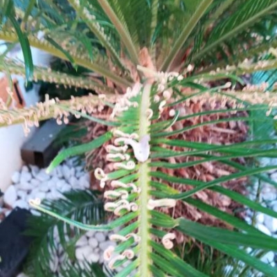 Cycas: apici delle foglie accartocciati, come mai?