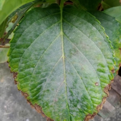 Ortensie con mal bianco: come trattarle?