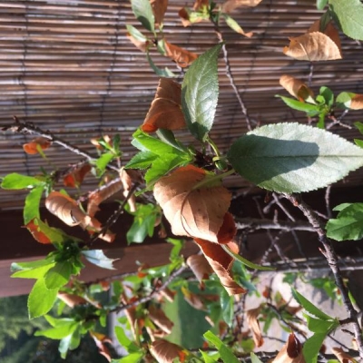 Ciliegio nano con foglie secche: è malato?