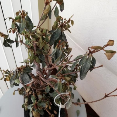 Bonsai rododendro secco con foglie che cadono: cosa fare?