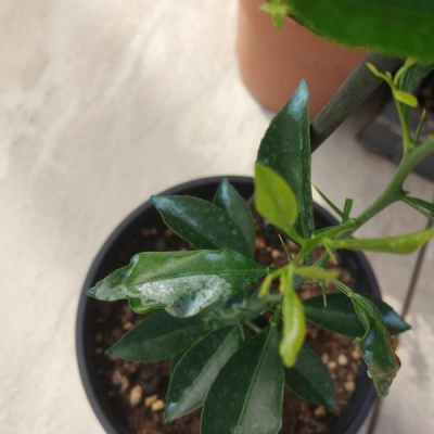 Mandarino con foglie arricciate e secche che cadono: come trattarlo?