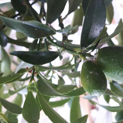 Kumquat con macchia bianca appiccicosa vicino ai frutti: cos'è?