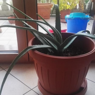 Aloe ripiegata da un lato: come mai?