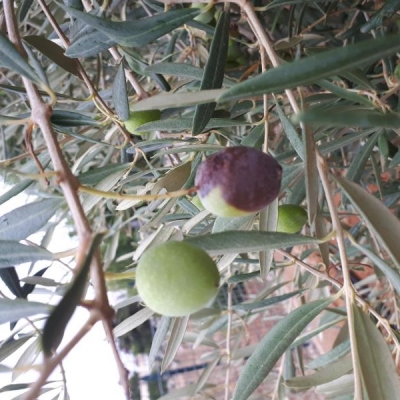 Olive con macchie: cosa sono?