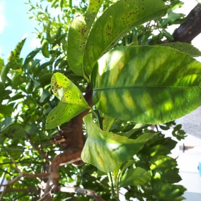 Limoni con foglie decolorate e perdita foglie: come mai?