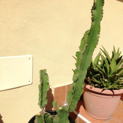 Cactus: come si chiama e come curarlo?