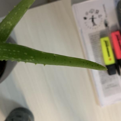 Aloe con puntini neri: causa?