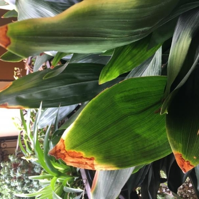 Aspidistra: foglie con bruciature sulle punte, come mai?