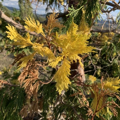 Libocedro variegato secco: come evitarlo?