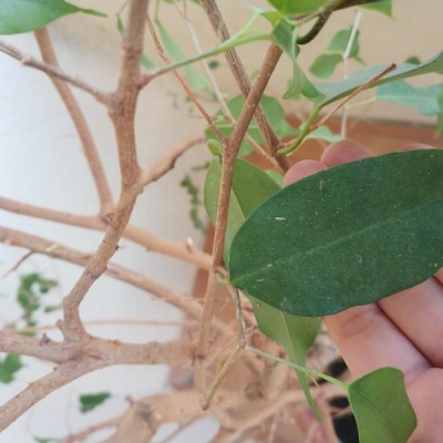 Ficus benjamin con macchie nelle foglie: cosa fare?