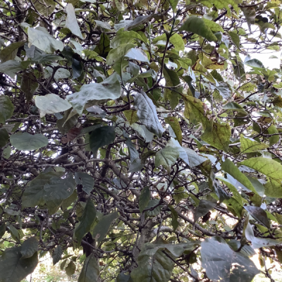 Magnolia con foglie macchiate: che malattia ha?