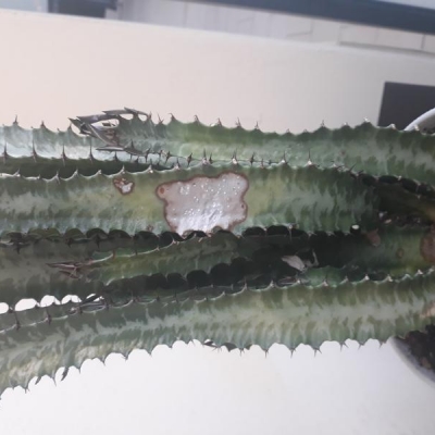 Euphorbia malata: posso salvarla?