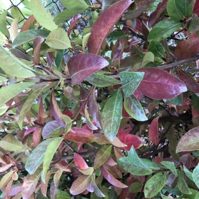 Siepe viburno lucido con foglie rossastre: cosa fare?