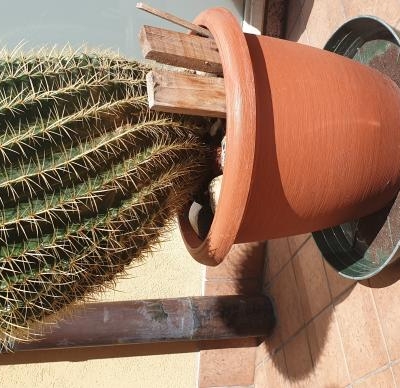 Cactus con sostegni piegato: cosa fare?