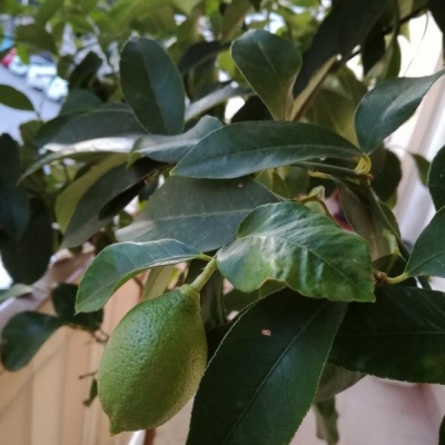 Limone lunario: macchie su foglie, cos'ha?