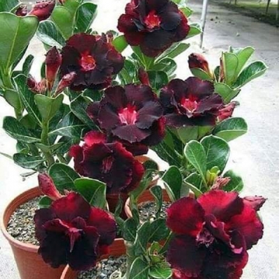 Come si chiama la pianta in foto con fiori rossi?