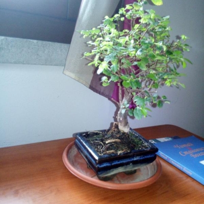 Come si chiama il bonsai in foto?