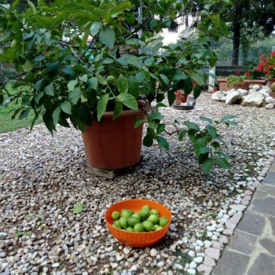 Limone sofferente con frutti ma senza fiori: cosa fare?