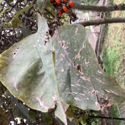 Foglie della magnolia rovinate: come mai?