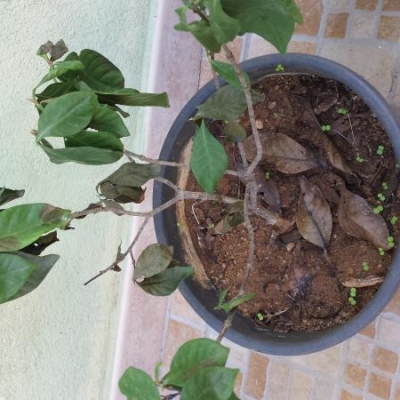 Gardenia con foglie nere e appassite: come mai?