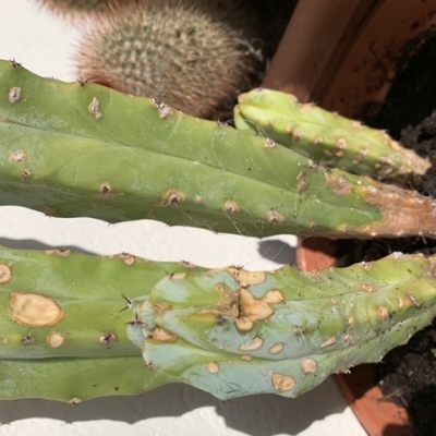Cactus con chiazze beige: come eliminarle?