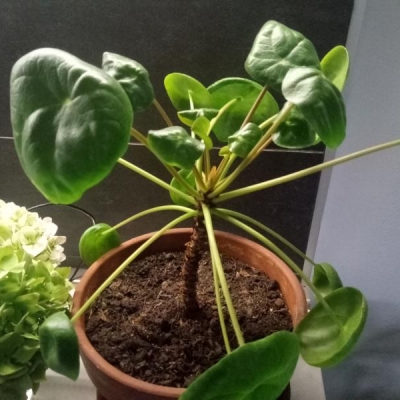 Pilea con foglie accartocciate: come curarla?