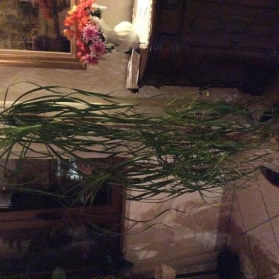 Dracena con tutte le foglie ammosciate: come mai?