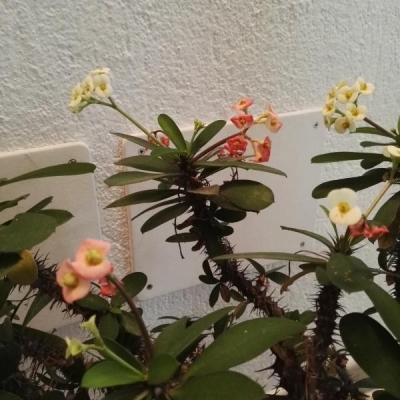 Euphorbia spina di cristo: fiori cambiano colore, è normale?
