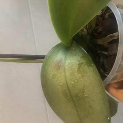 Phalaenopsis con foglie molli e radici secche: cosa fare?