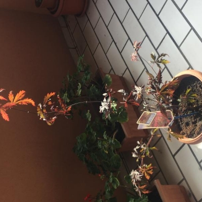 Acero palmatum atropurpureum: come potarlo?