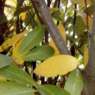 Siepe lauroceraso con foglie gialle: come trattarla?