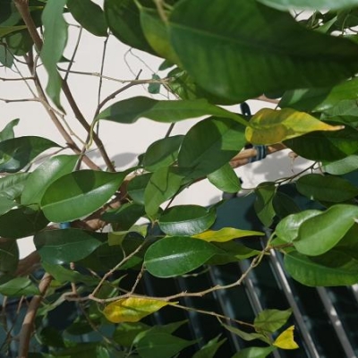 Ficus benjamin travasato in vaso più piccolo con foglie gialle: cosa fare?