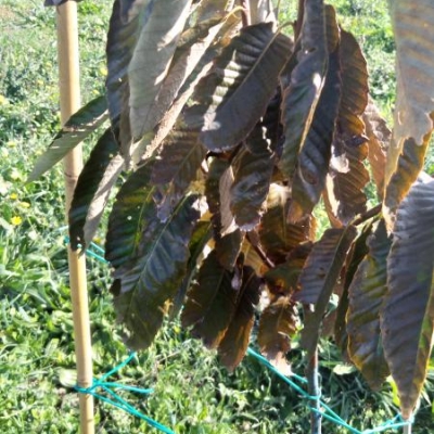 Castagno con foglie secche e ammosciate: come mai?