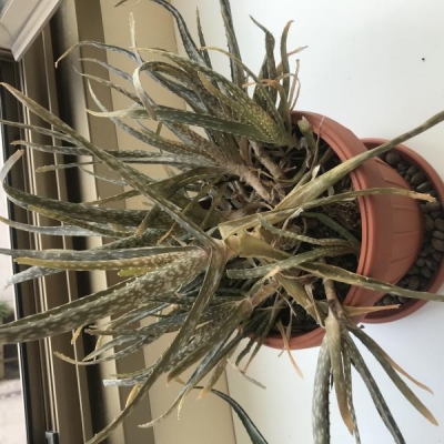 Aloe messa in vaso più grande: ora è gialla con foglie secche, cosa fare?