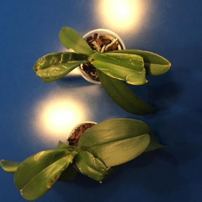 Phalaenopsis: foglie nascono secche, come mai?
