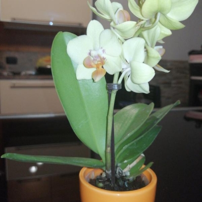 Mini phalaenopsis: va bene un concime liquido?