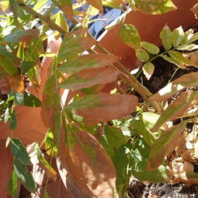 Glicine con foglie secche e ramo con macchie nere: cosa fare?