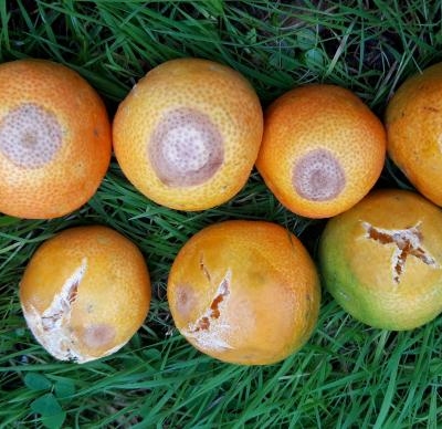 Mandarino perde frutti: come mai?