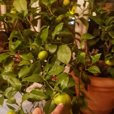 Pomelo con frutti piccoli: come mai?