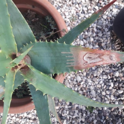 Aloe arborescens con macchie rosse: come farla tornare sana?