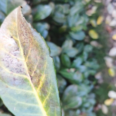 Lauroceraso: foglie macchiate, come curarlo?