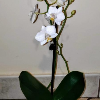 Qual è la varietà di questa phalaenopsis?