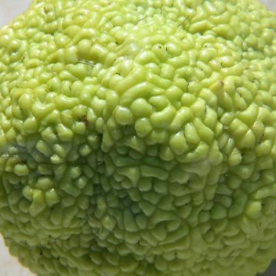 Maclura pomifera: è commestibile il frutto?