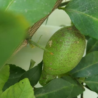 Limoni in vaso con macchie scure: perchè?