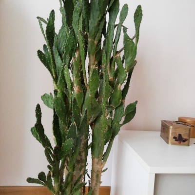 Cactus con base secca: è malato?