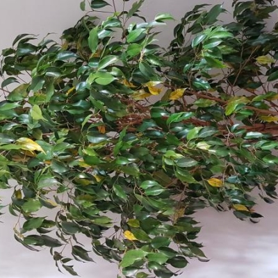 Ficus benjamin ha perso foglie gialle: colpa del termosifone?
