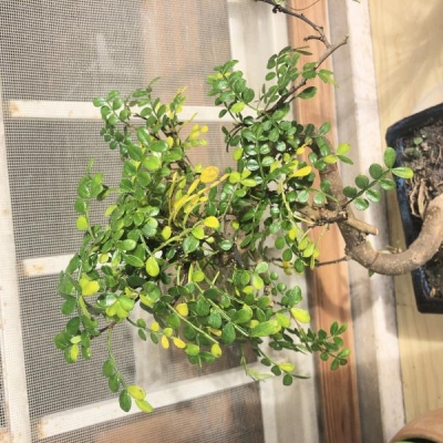 Bonsai pepper con foglie gialle che cadono: perchè?