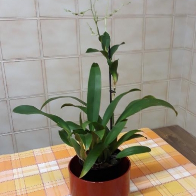 Oncidium Hwuluduen Chamaleon: come curarla?