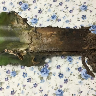 Euphorbia con base marcia: come salvarla?