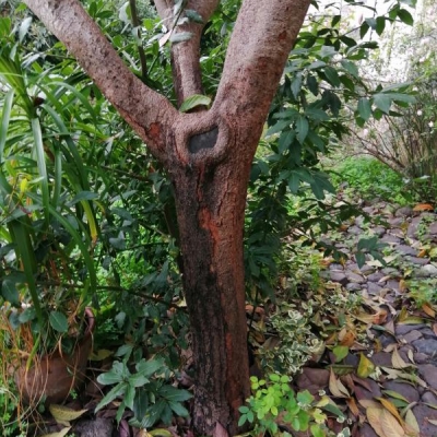 Nespolo con tronco nero e perde foglie: come aiutarlo?